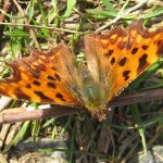 Adelaide LNR Comma butterfly 2009