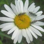 Adelaide insects