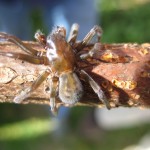 Adelaide LNR spider 2006