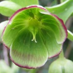 Aphids in Stinking hellebore Westbere LNR