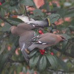 Waxwings