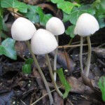 Westbere toadstool