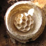 Westbere wasp nest May 2006